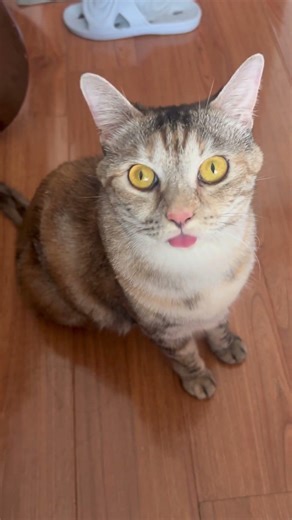 Brain loading… please wait 🐱 #cat #funnycat #cute