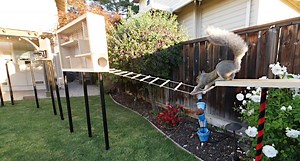 Former NASA Engineer Tries to Build the Perfect Squirrel-Proof Bird Feeder