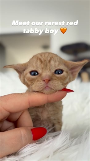 Looking for a Devon Rex breeder in Canada with a focus on health and rare genetics? 🇨🇦 This 3.5-week-old red tabby male #XcaliburCurlyPride is stealing hearts with his possible Dominant Blue Eyes (DBE) and signature curly coat. He is growing up fast at Curly Pride Cattery and showing off that classic playful Devon personality. Whether you are in Toronto or Tokyo, our kittens can find their way to you—we offer worldwide shipping to loving homes. ✈️🏠 Who else is obsessed with those potential bl