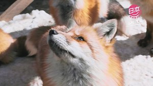 61K views · 2K reactions | 日本東北地區面向日本海及太平洋，延綿漫長的海岸線，形成壯麗多變的自然美景，還有精彩獨特的傳統文化和多姿多彩的地道美食。青森蘋果溫泉、盛岡一口蕎麥麵、藏王狐狸村…各種獨特體驗都充滿魅力！立即讚好專頁，投入東北的繽紛景致，來發掘你未看過的日本吧！ | Visit Japan HK | Facebook