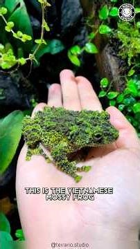 Vietnamese Mossy Frog 🐸 Master of Camouflage!