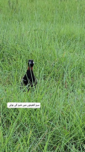 131K views · 5.5K reactions | Roaring like Lion 女 || #Birds #birdsvoice #blackpartridgevoice | Birds Lover 2 | Facebook