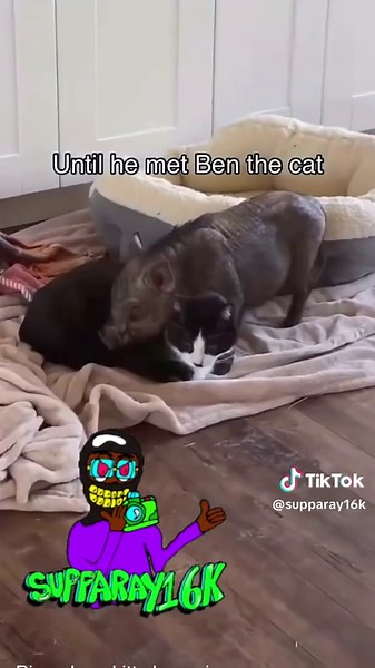 Investigating the Strange Pig Situation