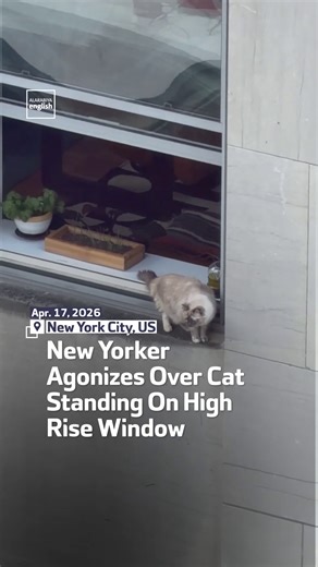 New Yorker Panics Over Cat on High-Rise Ledge