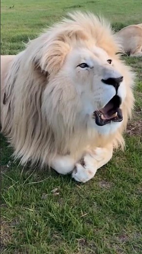 Lion Roar Sound – Feel the Real Power of the King 👑