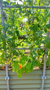 4.5K views · 42 reactions | Want to add a wall trellis to your Vego Garden raised bed but already filled it? Problem solved! @heatherhereshegrows on Instagram shared a great example of how you can install a wall trellis into your soil-filled bed. Adding a trellis to your garden helps create extra space for climbing vines and allows more room for root crops that grow down low. What would you grow on your trellis? | Vego Garden | Facebook