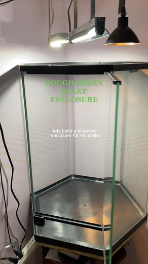Bioactive Terrarium Setup for Rough Green Snake