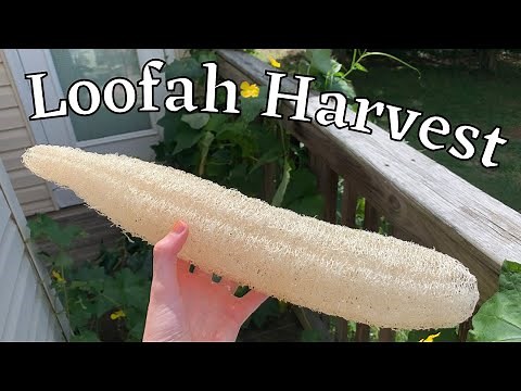 How I Harvest Loofah Sponges + Seed Saving | How to Grow Loofahs Part 5