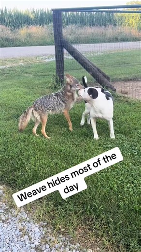 Coyote waits for man to come home Mc #duckandweave #teamwork #pets #weavethecoyote #animals | Ittybittyfarm1