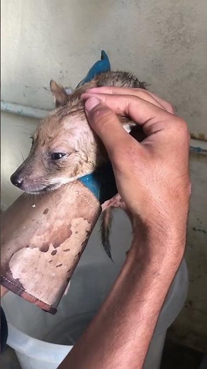 Baby jackal as a pet #virlshort #viralreels #jackal