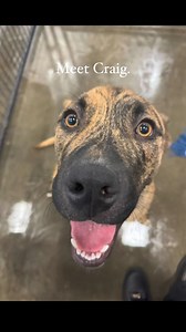 We’re watching this gentle giant grow up, and he’s being so patient for his forever family ❤️‍🩹🥺 Craig was found as a stray puppy at only 6-7 months old. He’s grown up a lot in these past few months, but has only gotten more loving and friendly. He does well with other dogs and just wants love and cuddles from everyone he meets.🥰 Craig is 10 months old, weighs around 70 pounds, and is already neutered and vaccinated. We think this boy has more growing to do, so we expect him to be quite large