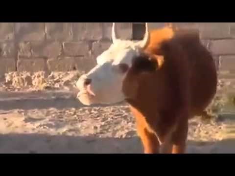 Funny Cow Laughing YouTube