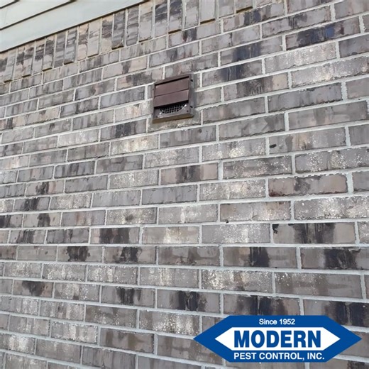 🎥 Real Work. Real Results. Watch as our team tackles a serious pest risk — from clogged vents to critter-proof upgrades, we’re here to protect your home from the inside out. 🛠️🛡️ This isn’t just a cleanup — it’s a transformation. 👊 ✅ Removal of hazardous debris ✅ Professional-grade vent replacement ✅ Peace of mind, delivered. 💬 If pests have found a way into your home, it’s time you found your way to Modern Pest Control. 📞 Contact us today for a free inspection! #ModernPestControl #PestPro