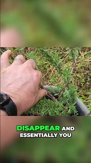 Woody vs. Non-Woody Plant Parts: Simple Identification Hack!
