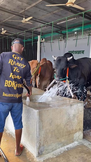 9.4K views · 86 reactions | It is important to provide clean water to cows | Expensive Bulls | Facebook
