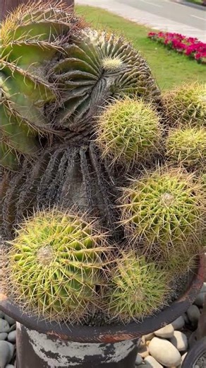 Top ASMR Whispers of Nature with Natural Sounds 🍃 Deep Sleep, Meditation & Focus