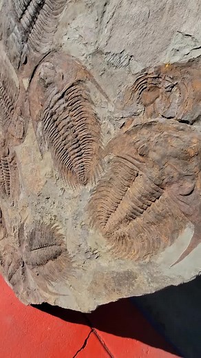 #trilobite #rock #fy #trending #fypシ #fy #fyp #tucsonarizona #prehistoric #science #discover #discover #dream #fossil #fossils #million #elfitup
