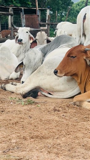 Understanding Farmers' Mating Season 🐄
