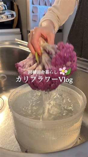 【 同棲田舎暮らし🛖】彩るカリフラワーﾚｼﾋﾟ💐 【 洗い方 】 1️⃣たっぷりの水（食用重曹入り）で「ふり洗い」して隙間の汚れを浮き出させる。 2️⃣そのまま10分ほど浸しておく。 3️⃣最後に綺麗に洗い流す。 （小さな虫がいないかジーッと確認） ┈┈┈┈┈┈┈┈┈┈ 🥗カリフラワーのカルパッチョ ￤生ハム ￤カリフラワー ￤塩 ￤粒マスタード…小さじ1 ￤オリーブオイル…小さじ1 ￤中華麹…適量 （無ければにんにくと塩） ￤ピンクペッパー ┈┈┈┈┈┈┈┈┈┈ 🪻紫カリフラワーマリネのマッシュポテト ￤蒸しじゃがいも…3~4個 ￤ちくわ…3本 ￤コンソメ…１個 ￤マヨネーズ…適量 ￤塩…適量 ￤紫カリフラワー（蕾のみ） ￤粒マスタード…小さじ1 ￤オリーブオイル…小さじ1 ￤中華麹…適量 （無ければにんにくと塩） ￤バジル ￤オリーブ ￤ピンクペッパー ￤黒胡椒 #同棲ごはん #カリフラワー #野菜生活