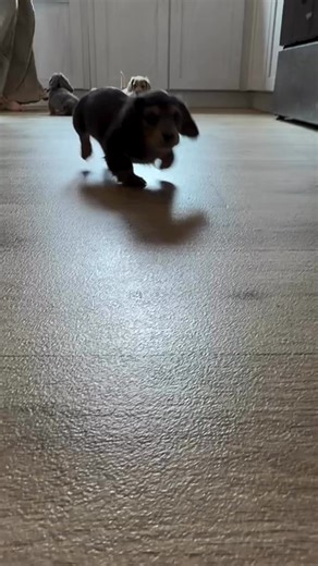 Miniature long haired dachshund adoption OttawaMini dachshund rehoming OttawaDachshund rescue OttawaDachshund adoption OttawaMini dachshund adoption Ottawa ONLong haired dachshund rehoming OttawaMini dachshund rescue OttawaDachshund rehoming OttawaAdopt a dachshund OttawaMiniature dachshund for adoption OttawaDachshund puppies for adoption OttawaDachshund adoption near me OttawaDoxie adoption OttawaDachshund rescue near me OttawaMiniature long haired dachshund adoption Downtown OttawaMini dachsh