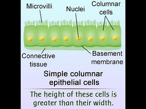 Simple Columnar Epithelium Labeled Diagram and Function