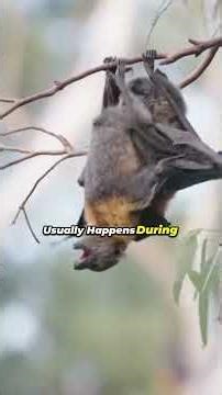 How Bats Hunt Without Seeing | Echolocation Explained 🦇