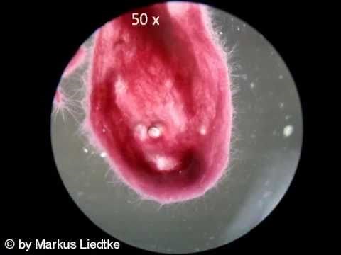 Cyanobakterien unter dem Mikroskop | Cyanobacteria under Microscope ( Official Video )