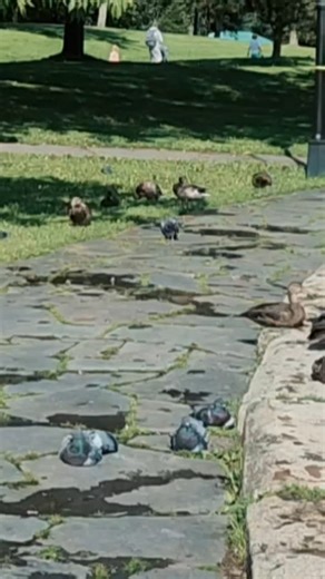 34 reactions · 3 comments | Feathered locals of Newfoundland  #WildlifeWednesday #NewfoundlandNature | Visit Newfoundland and Labrador | Facebook