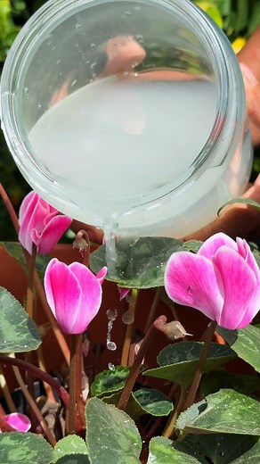 83K views · 928 reactions | Como utilizar el agua de arroz como abono para las plantas | Ofelia Perez | Facebook