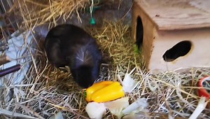 6.9K views · 3.4K reactions | Sadie's staying in and having dinner delivered to her door  | Cavy Corner | Facebook