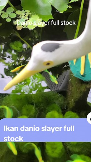 Ikan Danio Slayer - Full Stock Available for Indonesia Shipping