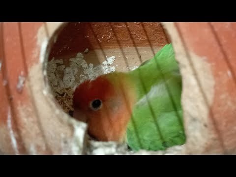 LIVE: The Love bird is laying eggs.#লাভবার্ড #lovebird