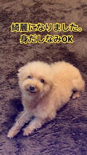 身だしなみ#トイプードル#果物#toy poodle#princess#dog#ひめちゃん#gǒu#狗 ＃いぬ＃可愛い#개#собака#hund