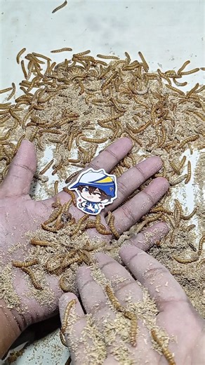 Part 113: Experiment Attack Mealworm #shorts #experiment #mealworms