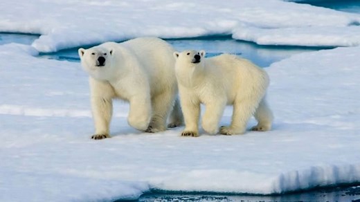 Polar bears could be extinct by 2100 amid warming
