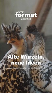 2.5K views · 32 reactions | «NZZ Format» hat drei Bauern besucht, die sich um die Nische kümmern: um vergessene Kartoffelsorten, um seltene Kuhrassen und um neue Tomatenzüchtungen.  Ihr gemeinsames Ziel: den Alpenraum schützen. Die Dokumentation in voller Länge ➡ nzz.ch/ld.1655550 | NZZ Neue Zürcher Zeitung | Facebook