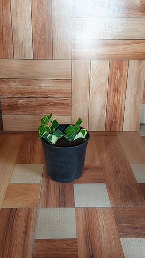 Heart of Green: A 3-Month Update on Growing a Heart-Shaped Variegated English Ivy Topiary #topiary #englishivy #diy | Flower lovers