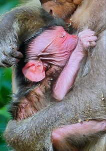 146K views · 4.4K reactions | Monkey Jinx trying to take care her newborn baby monkey by hard because this the first baby for her! most lovely newborn baby monkey... | Jane Family | Facebook