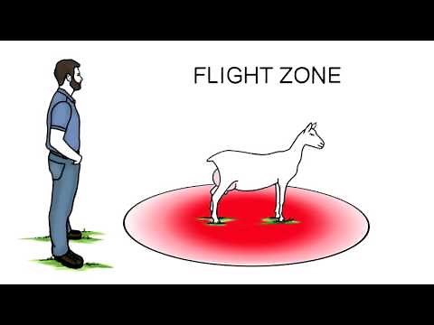 Work Smarter, Not Harder: Goat Handling