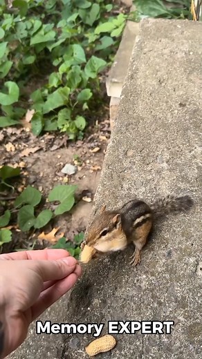 Chipmunk Tiny Food Vacuum: 3x Cheek Size Snack Madness! 🐿️🥜 #Wildlife #CuteAnimals #Chipmunk #AnimalFacts #NatureLovers #MiniDocumentary | Animal Blink