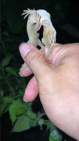 Bitten While Catching a Lizard