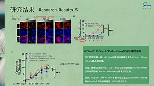 小鼠 caspase-11 的催化活性和自加工介导响应细胞浆 LPS 的非典型炎症小体组装