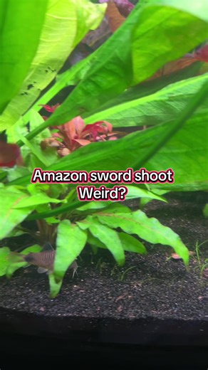 Let me know if you’ve ever seen this happen to an Amazon sword before? | Amazon