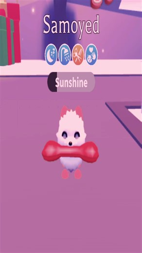 Samoyed Dog Adoption