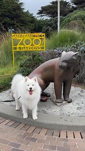 11K views · 1.4K reactions | When you go to the zoo but end up being the main attraction! Guess the animals haven’t seen a land cloud before. Did you know you can bring your dog to the San Francisco Zoo twice a month on select dates? The next one is October 9th. | Coconut Rice Bear | Facebook