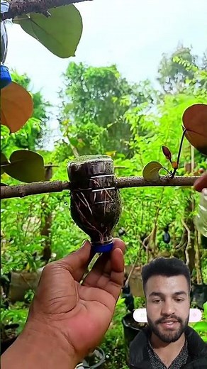 Step-by-Step Modern Plantation Process | Easy & Effective Tips #plantation #plantpropagation