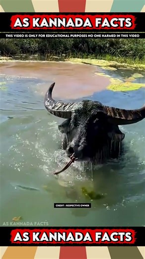 Water Buffalos Fact Video | #kannada #facts #karnataka #amazing #youtubeshorts #trendingshorts