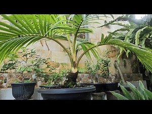 how to care for coconut bonsai