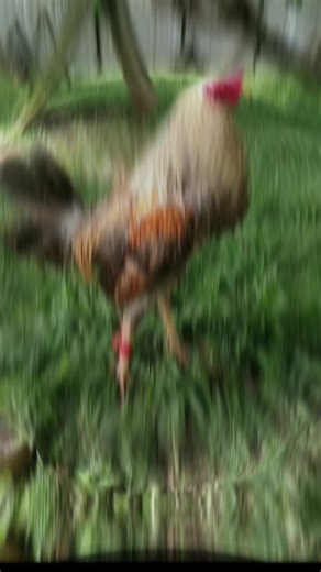 Mr. Wrong TV14 on TikTok