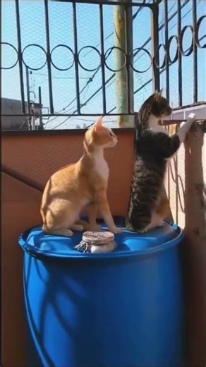 cats watch humans fighting 😂😂